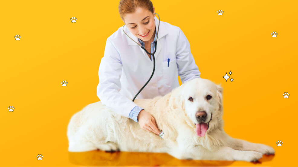 Regular check-ups and preventative care for Golden Retrievers