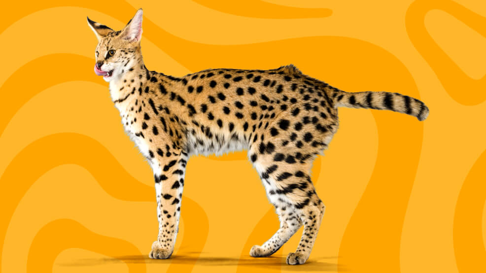 Serval Cats At A Glance