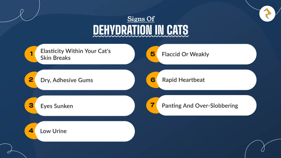 Signs of Dehydration in Cats