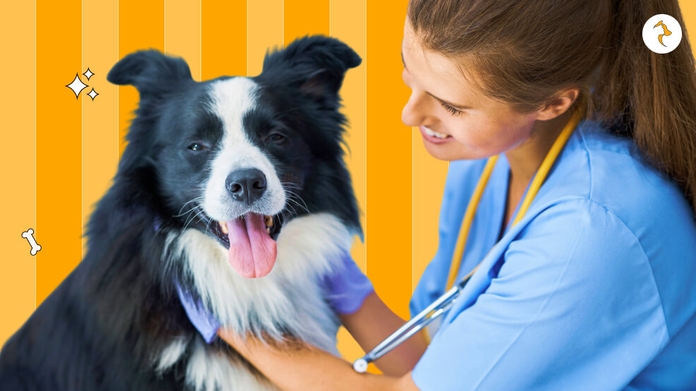 The importance of regular veterinary check-ups