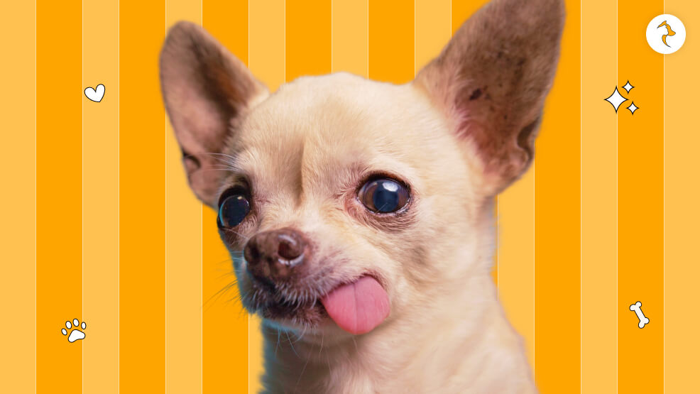 The role of a dog's tongue in their overall health