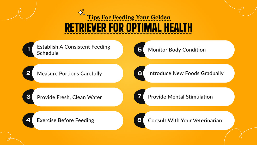 Tips for feeding your Golden Retriever for optimal health