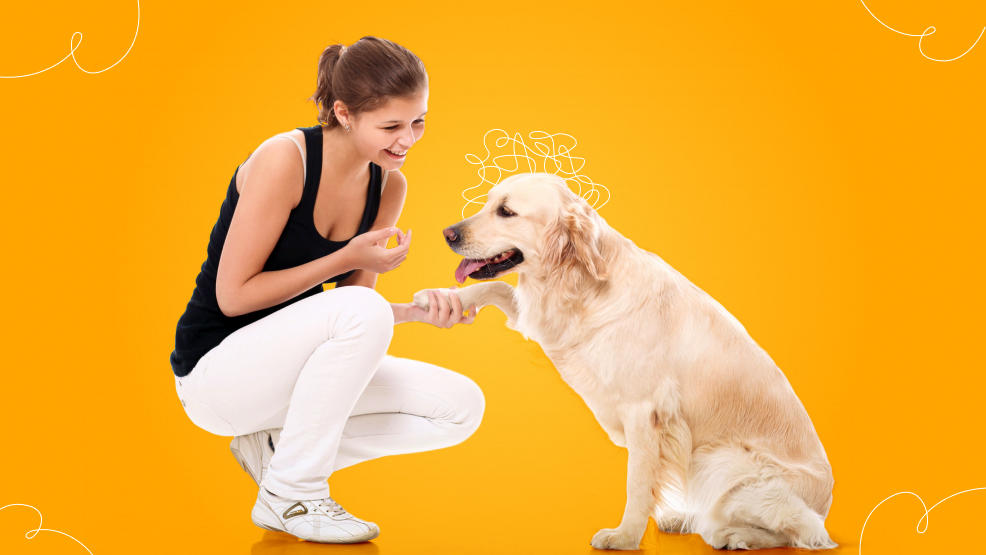 Training techniques to reduce dog anxiety