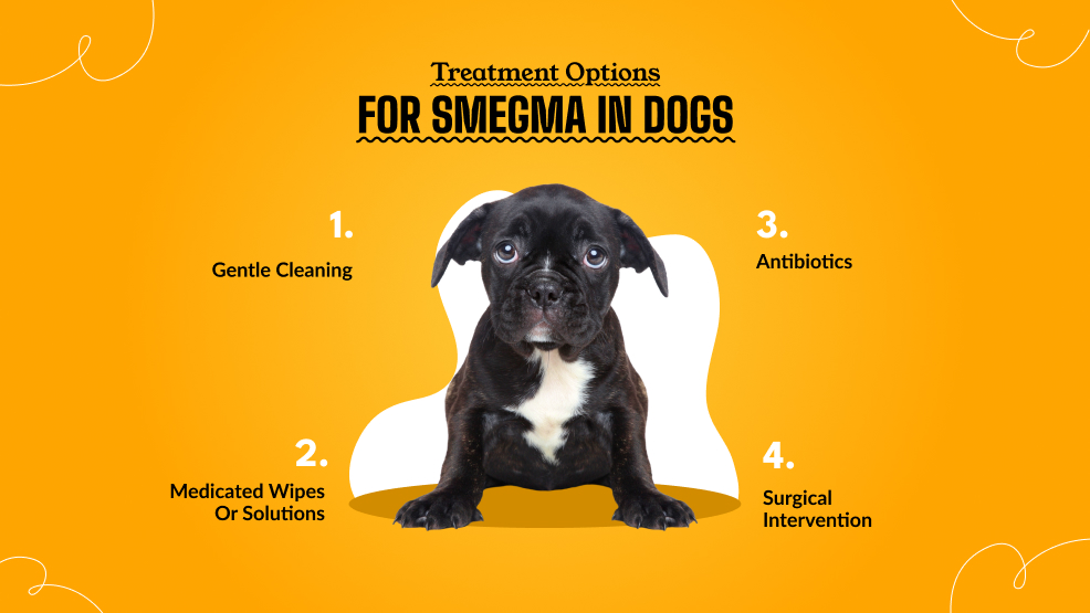 Treatment options for smegma in dogs