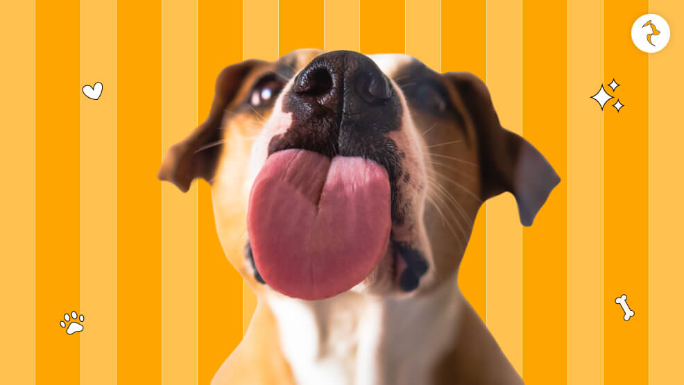 Understanding the significance of dog tongue color