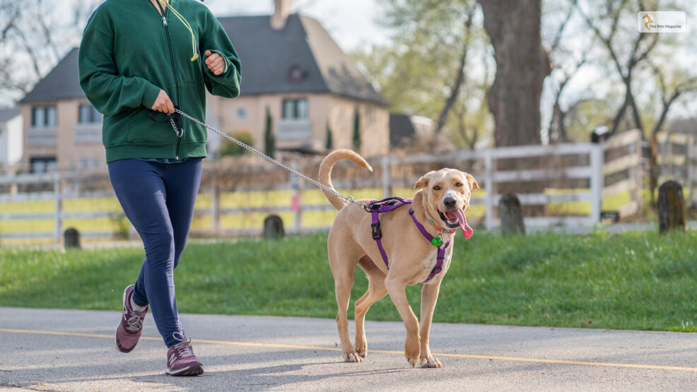 Walking-The-Dog_-Is-It-An-Exercise_