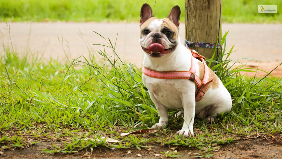 What-To-Expect-When-You-Adopt-A-Piebald-French-Bulldog_