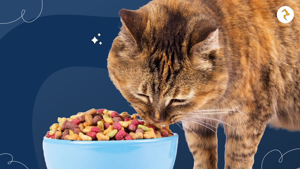 What to Do if Your Cat Stops Eating or Drinking_