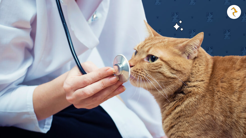 When to Take Your Cat to the Vet_