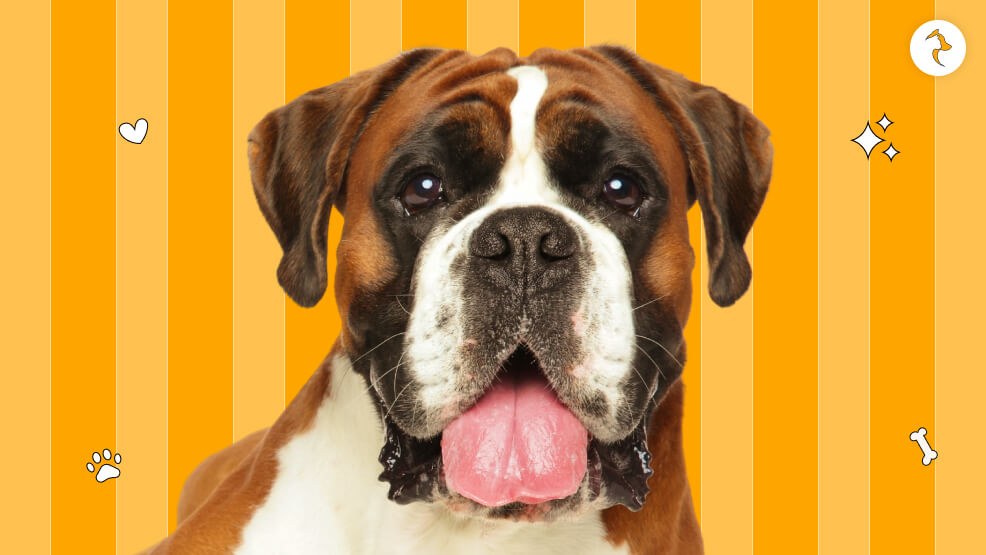 When to be concerned about your dog's tongue color