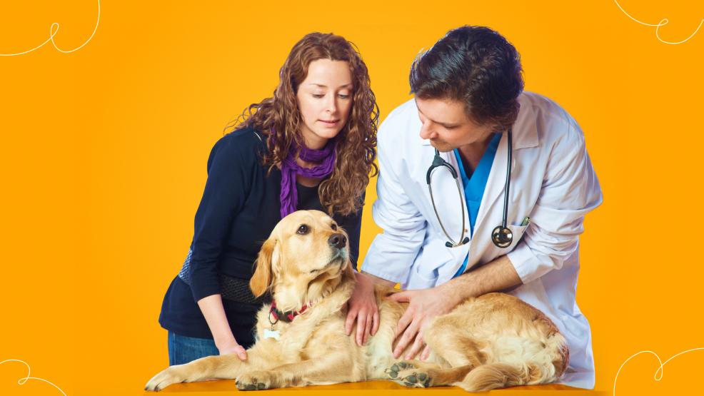 When to consult a veterinarian for smegma in dogs_