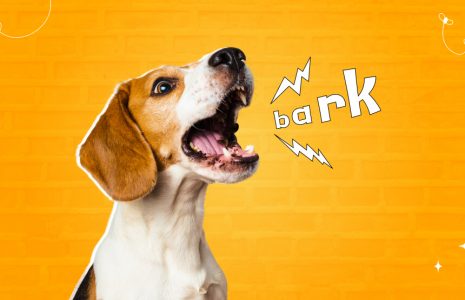 Why Do Dogs Bark