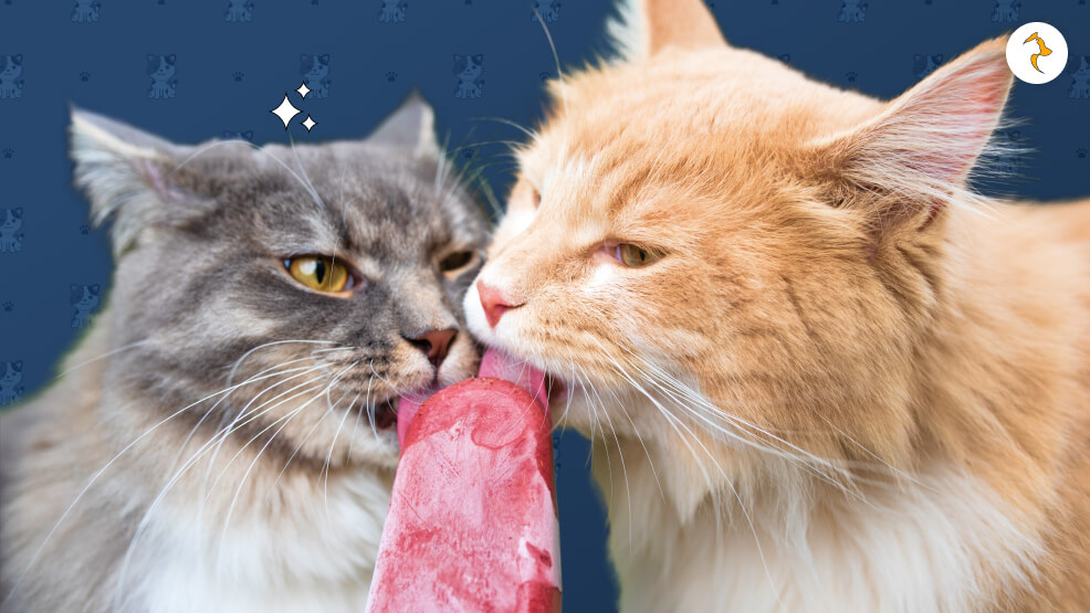 Why Ice Cream is Hostile to Cats_