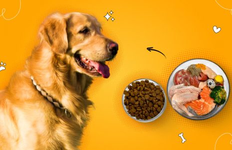 best food for golden retriever