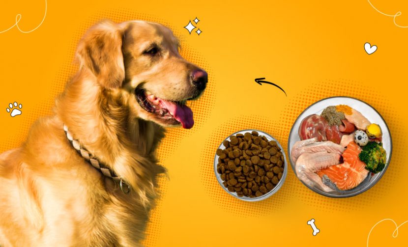 best food for golden retriever