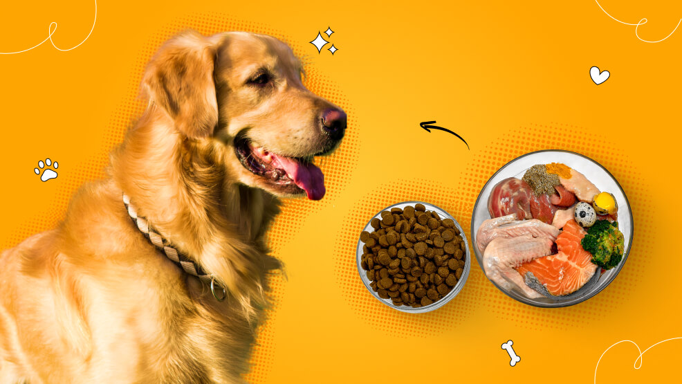 best food for golden retriever