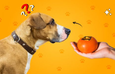 can dogs eat persimmons