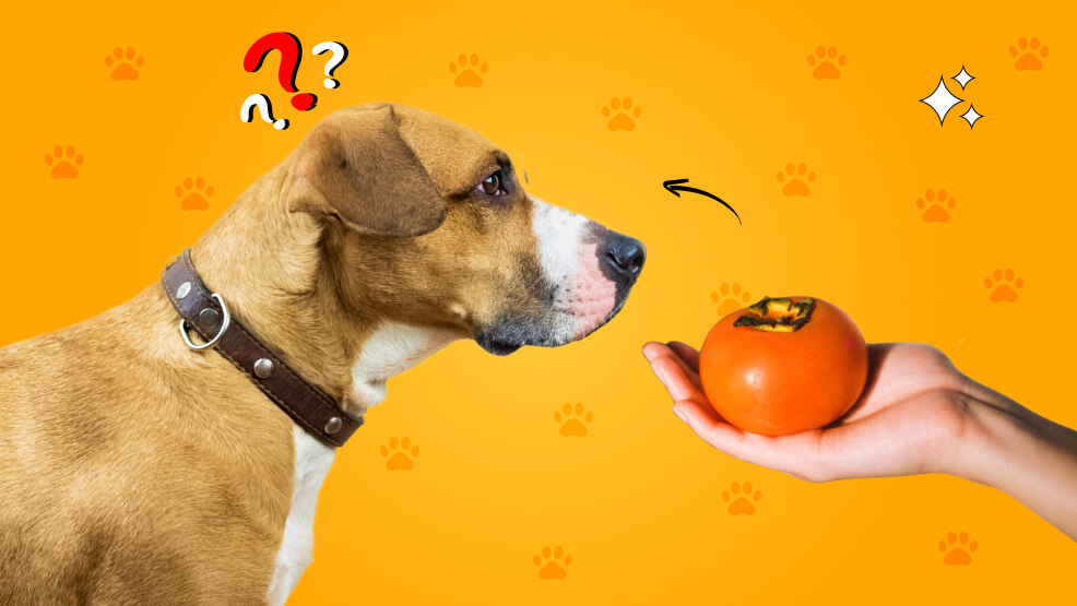 can dogs eat persimmons