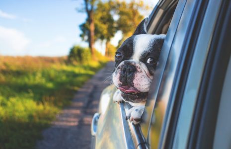 liability for animal-related car accidents