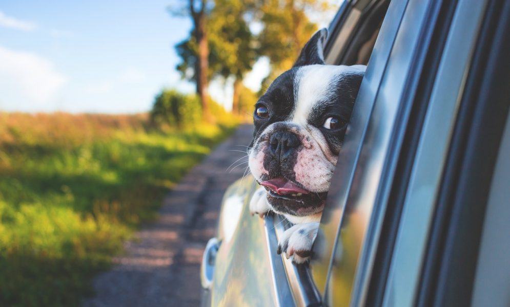 liability for animal-related car accidents