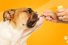 Amoxicillin in Dogs