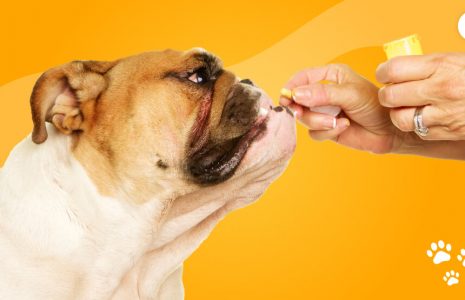 Amoxicillin in Dogs