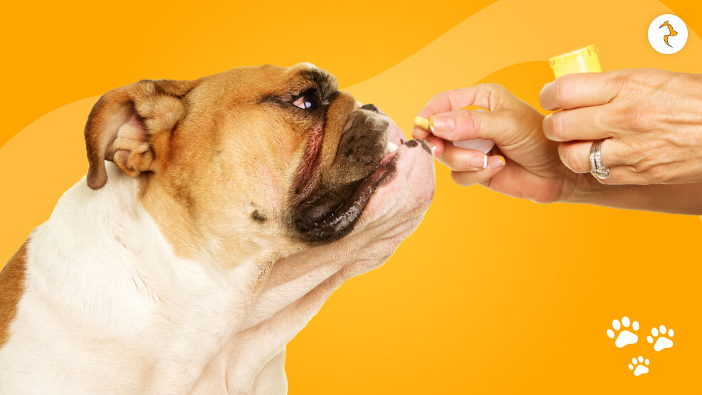 Amoxicillin in Dogs