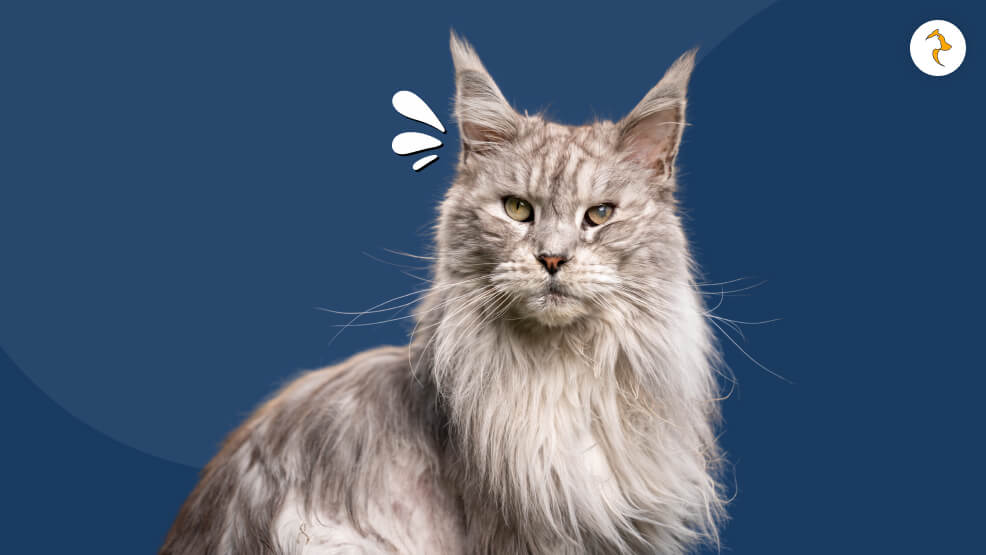 Are Maine Coons Hypoallergenic_