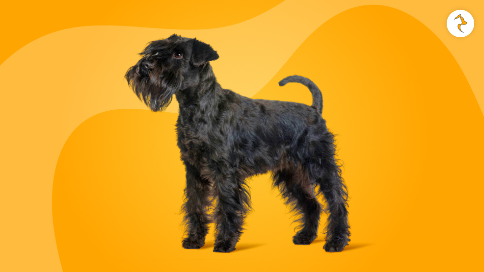 Brief Overview of Schnauzers as a Breed