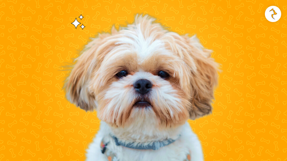 Brief Overview of Shih Tzus as a Breed