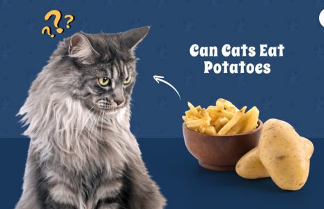 Can Cats Eat Potatoes