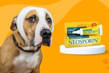 Can you put Neosporin on your dog