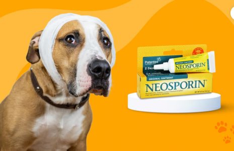 Can you put Neosporin on your dog