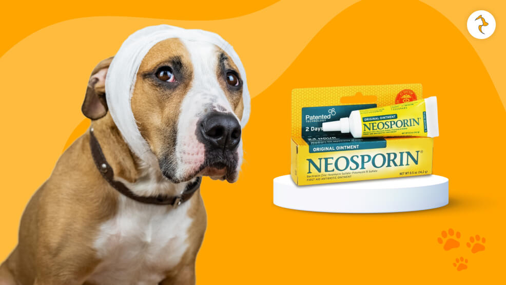 Can you put Neosporin on your dog