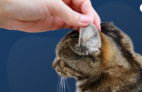 Cat Losing Hair on Its Ears