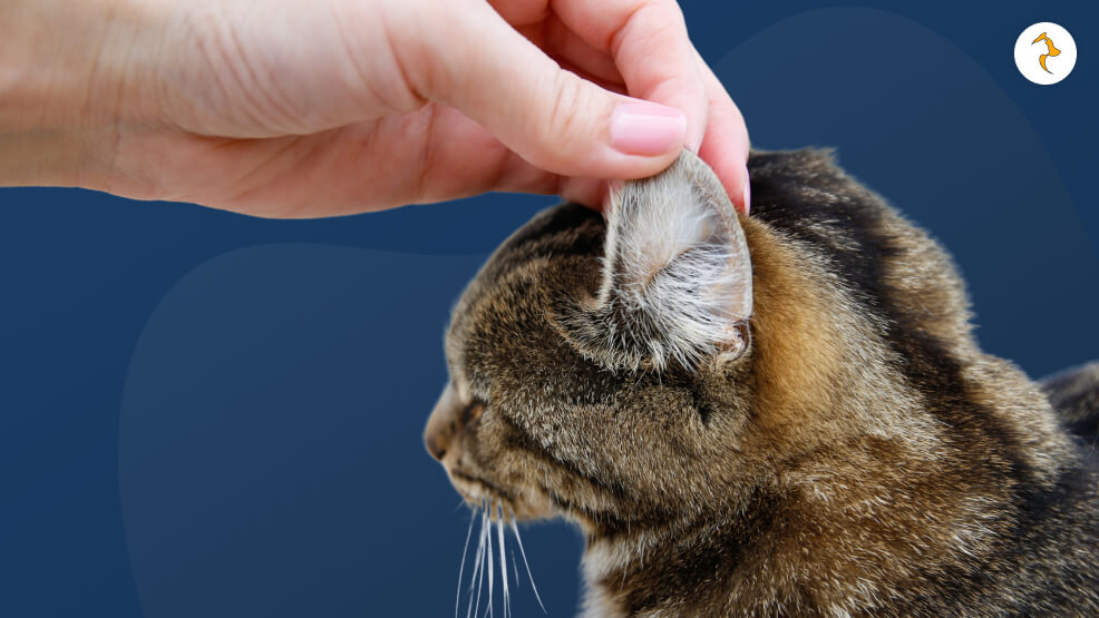 Cat Losing Hair on Its Ears