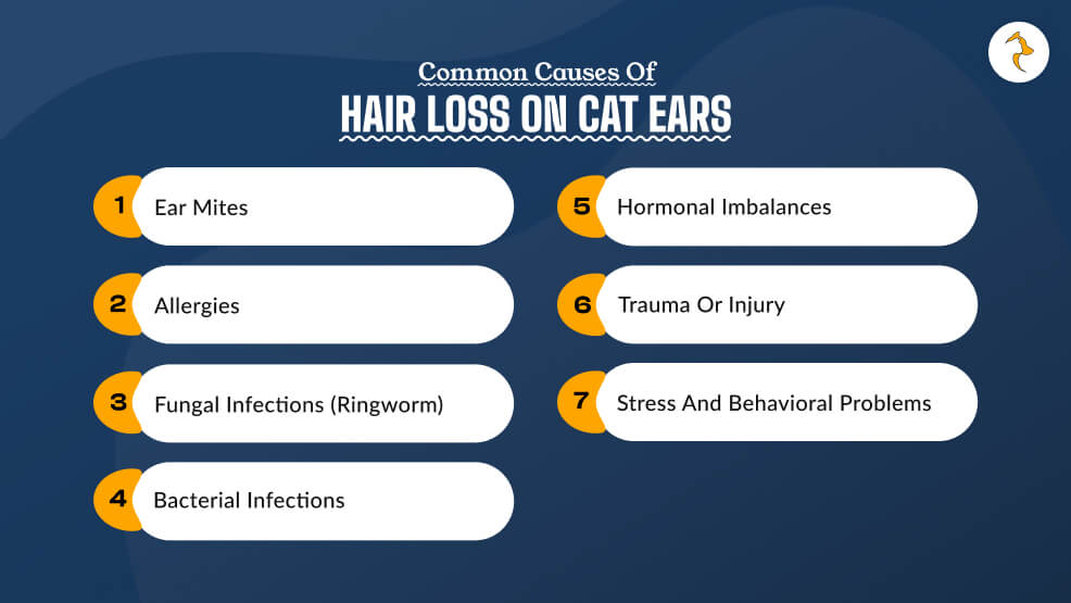 Common Causes of Hair Loss on Cat Ears