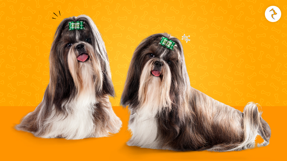 Common Misconceptions About Shih Tzus