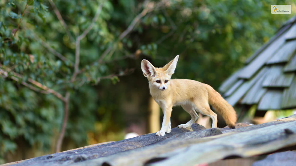 Fennec Fox Adaptations and Habitats