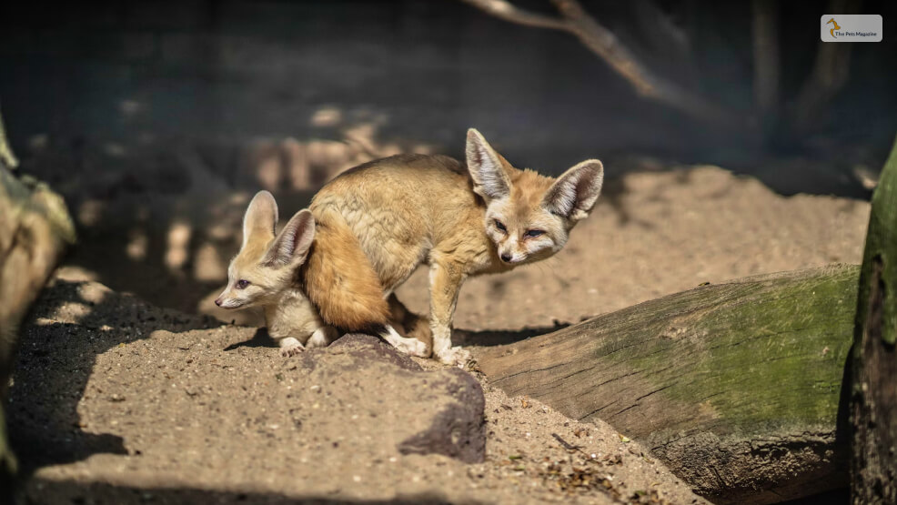 Fennec Fox Reproduction