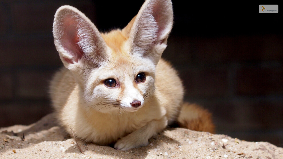 Fennec Fox as a Pet