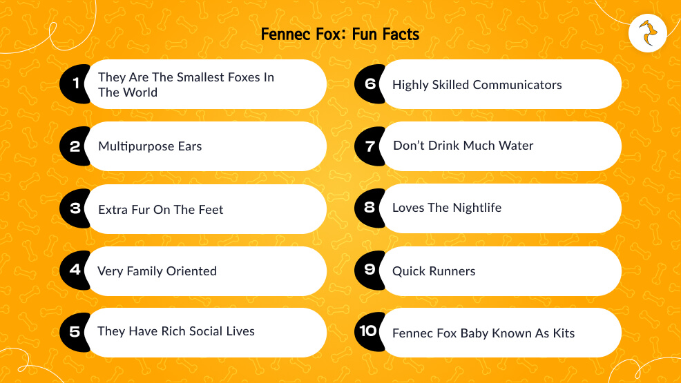 Fennec Fox: Fun Facts