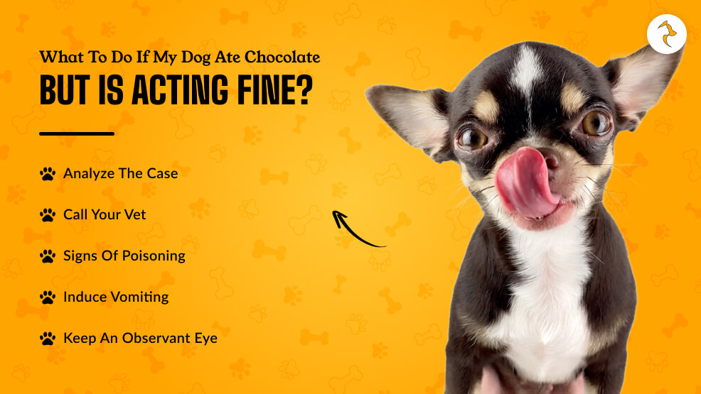 First Response_ What to do if my dog ate chocolate but is acting fine_