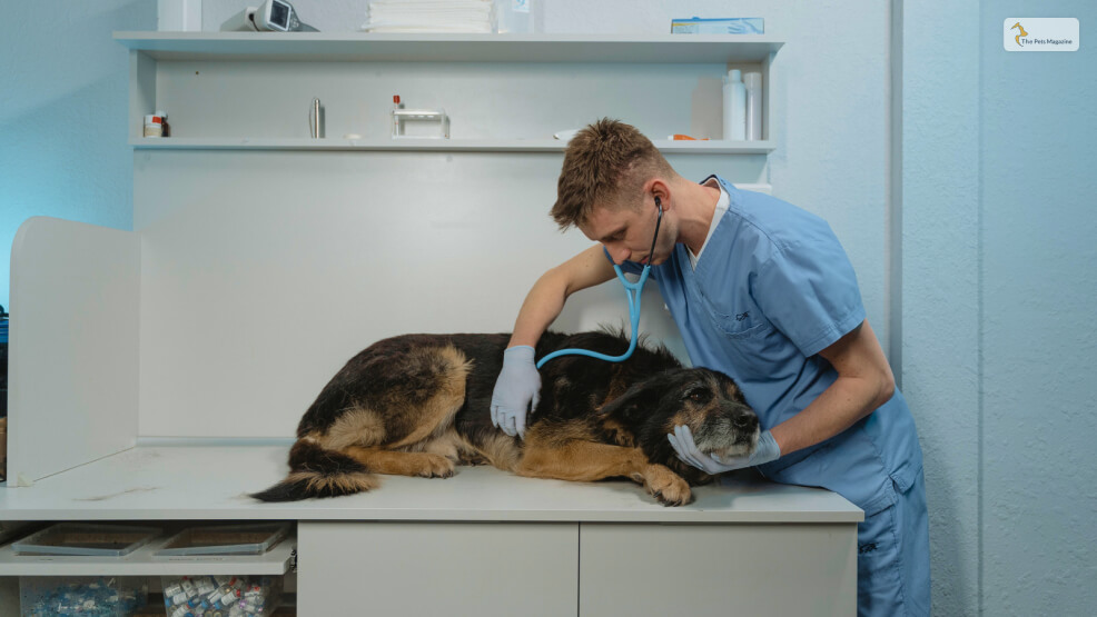 How Is Kennel Cough Treatment Done?