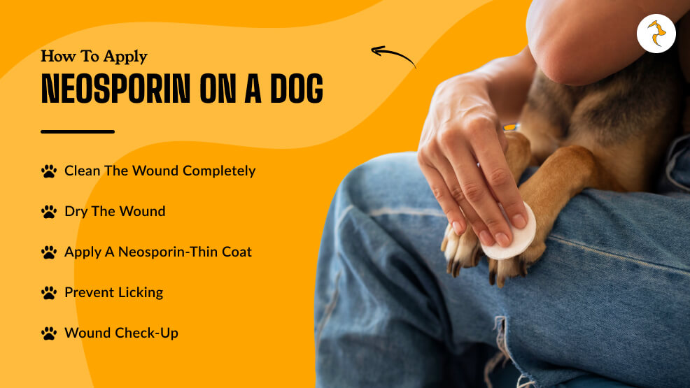 How to Apply Neosporin on a Dog