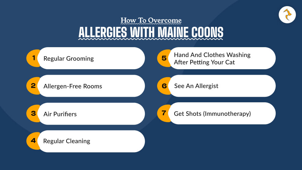 How to Overcome Allergies with Maine Coons