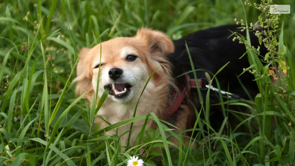 How to Differentiate Between Normal Grass-eating Behavior and a Sign of a More Serious Health Issue?