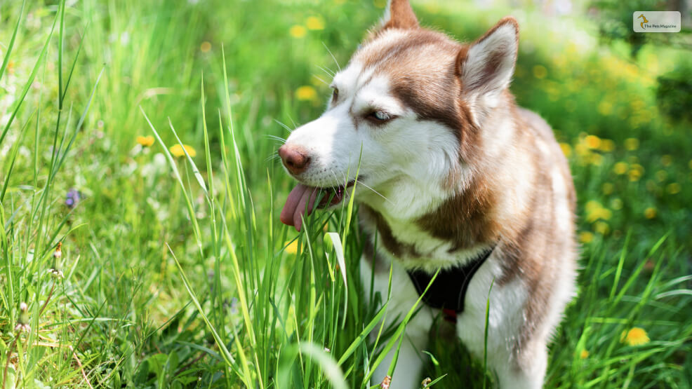 Is Eating Grass A Psychological Need