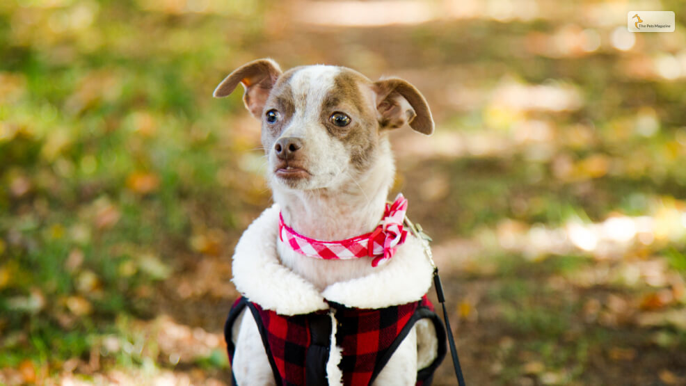 Jack Russell Terrier Chihuahua Terrier Mix