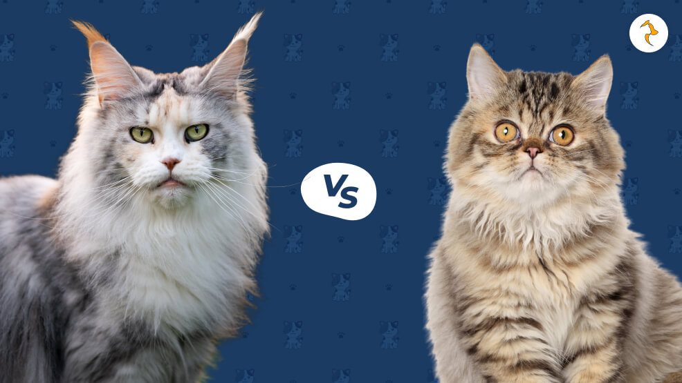 Maine Coon vs. Persian Cat